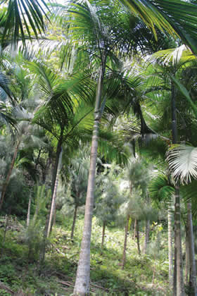 Lixo têxtil usado para cultivar árvores da Mata Atlântica