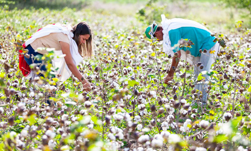 algodao-agroecologico-vence-premio-imagem-01