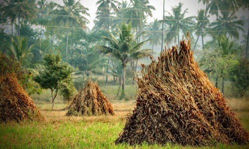 Resíduos agrícolas podem virar fibras têxteis